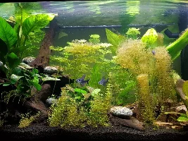 Newbie Planted Tank