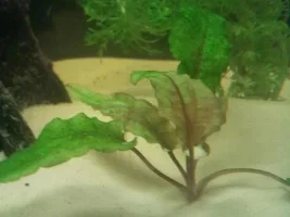 65L Aquarium Journal