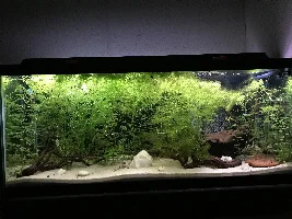Plants out of control  and Thanks to all who helped me figure things out!