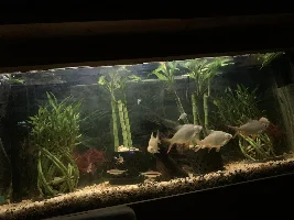one of my tanks is slowly starting to develop into an Asian tank