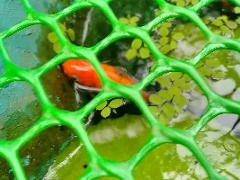 Why my gold fish behaving like this?