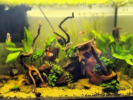 Community tank