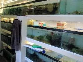 What Type Of  Livebearers Do You Keep,