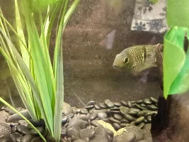 not seeing breeding colors yet, but the “old lady” has been much more tolerant lately…