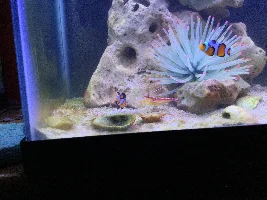 29g Saltwater Nano Tank