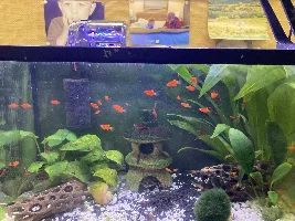 Too successful with fry survival