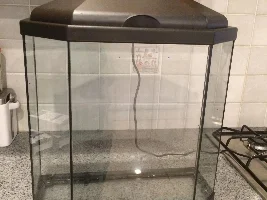 Impromptu betta purchase!