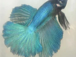 Just want to show my "KOIs' pond" LOL