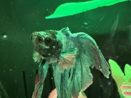 What is this?