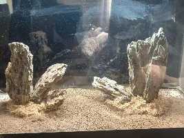 VOTE NOW: January 2026 Tank of the Month Contest (17-30 US gallons)