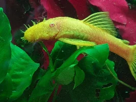 Do I have a male BN?