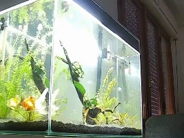 New Tank Oranda fantail + white clouds?