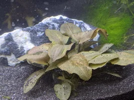 A place 4 my questions & ponderings as I build a 34 Gallons (127L) tank