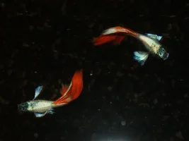 Dumbo Santa Claus guppies...