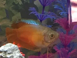 Male or female gouramis?