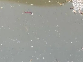 bug larvae, in the cattle tank