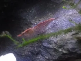 Cherry Shrimps