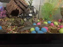 Pond/Weather/Dojo Loach advice needed plz