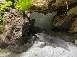 Axolotl question