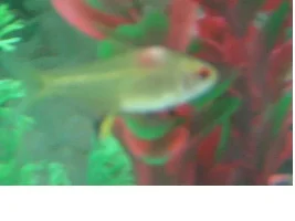 "mould" On Lemon Tetra.