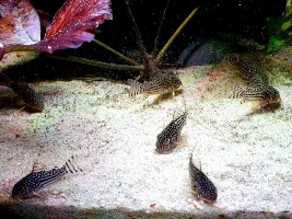 Planted 40g Aquarium Journal