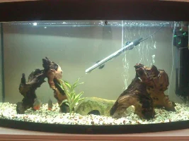 Detritus Worms In Piranha Tank?
