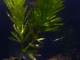 Hornwort Stem Growth Question