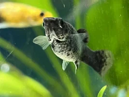 Very pregnant molly!