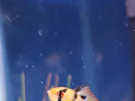Electric blue acara and german blue ram