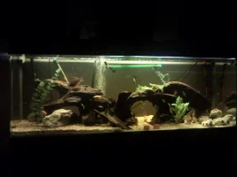How Many Plecos Would You Get?