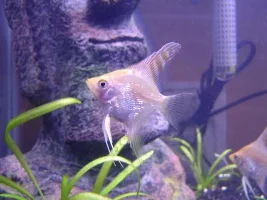 My aNGeLS :) updated today! (06*10*04)