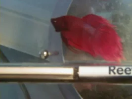 wat type of betta is this