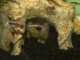 Wild guppies