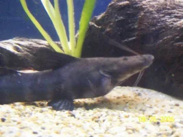 False Zebra Shovelnose