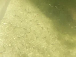 Successful breeding of Gymnogeophagus Terrapurpurra!!! (Plus a small article)