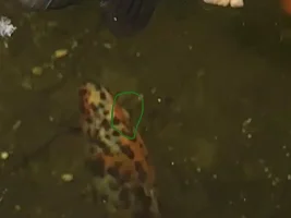 Calling all koi/pond keepers. Shubunkin disease?
