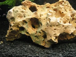 Algae
