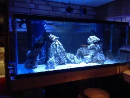 230 Gallon Reef Tank.