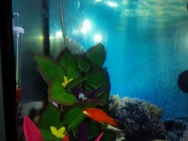 Sick Platy - Advice Please