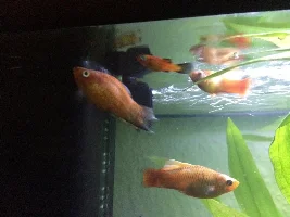 SICK platy fish - please help identify the sickness!