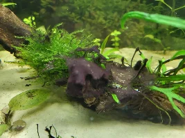 Is this algae?