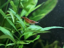 My 60L Cube