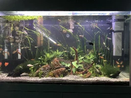 So this happened in my 76G tank