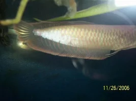 New Gar