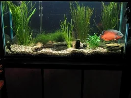 Planted Oscar and Pleco tank
