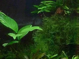 Attaching Moss To Wood