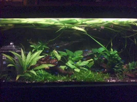 Low Level Grass Type Plants