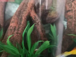 Fin Nipping or Fin Rot on my guppy