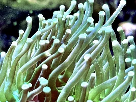 29g Saltwater Nano Tank