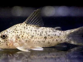 New species CW 187